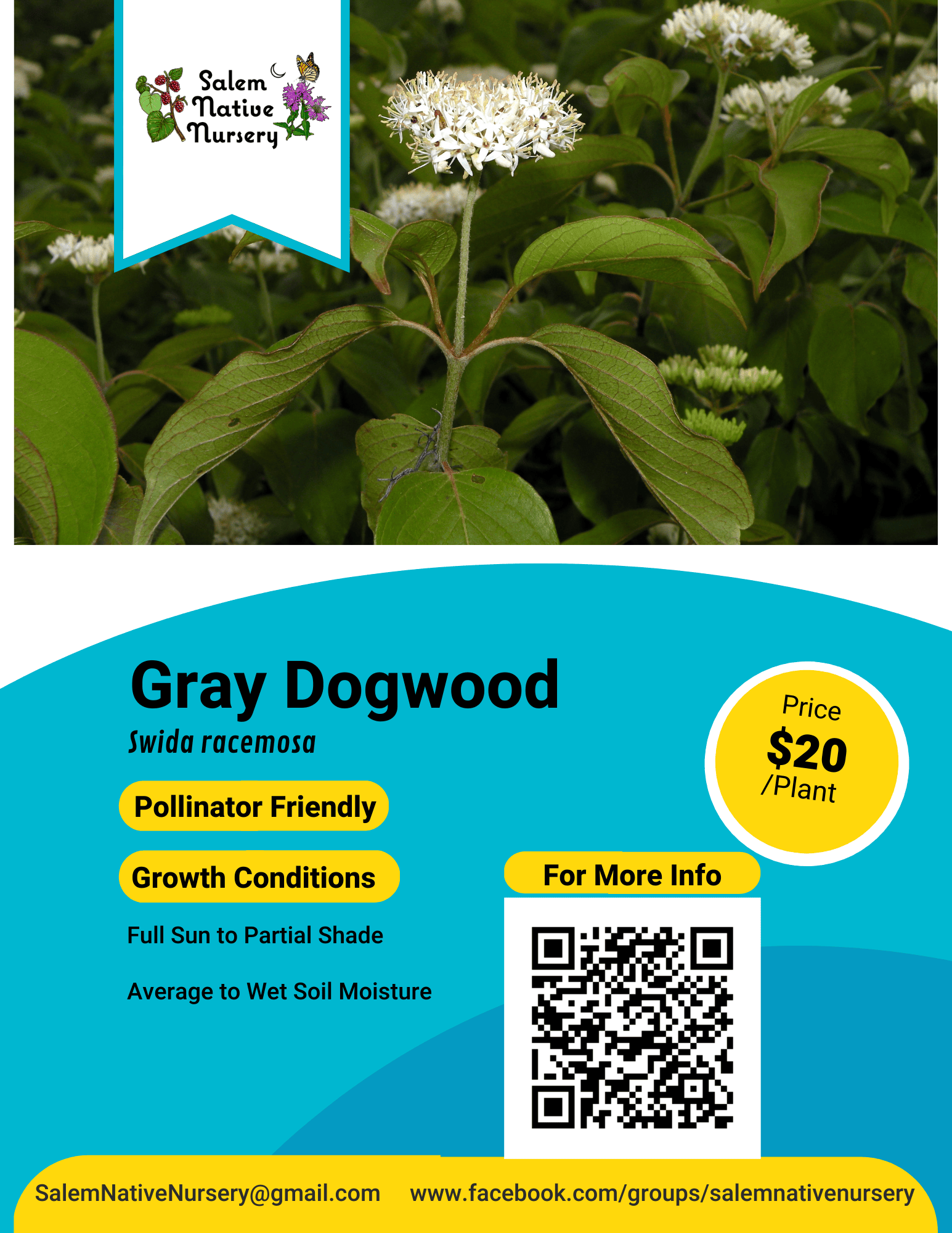 Gray Dogwood